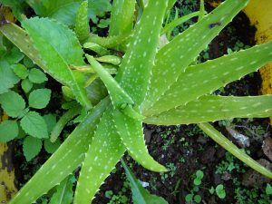 aloes