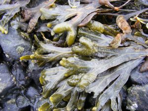 fucus